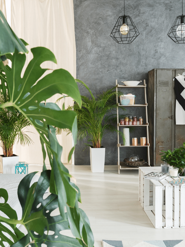 CAPA - sala com plantas
