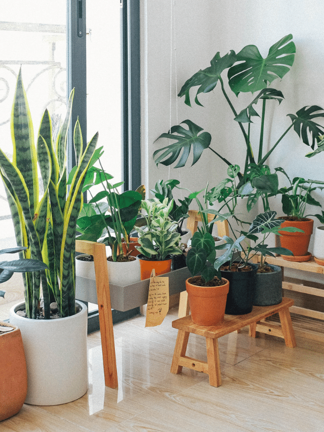 CAPA -PLANTAS EM CASA
