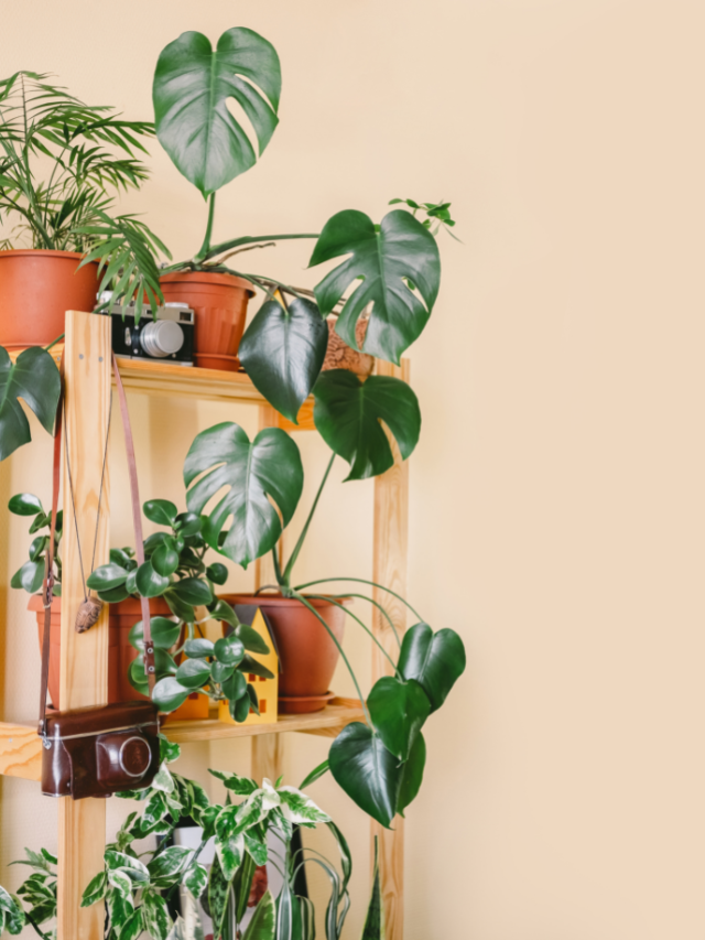 6 Plantas para decorar seu apartamento