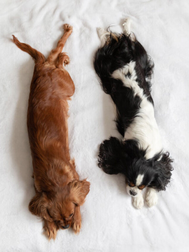 CAPA-CAMA-PET