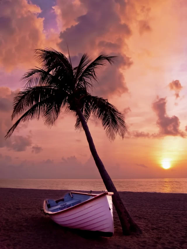 palm-tree-palm-ocean-summer-67566