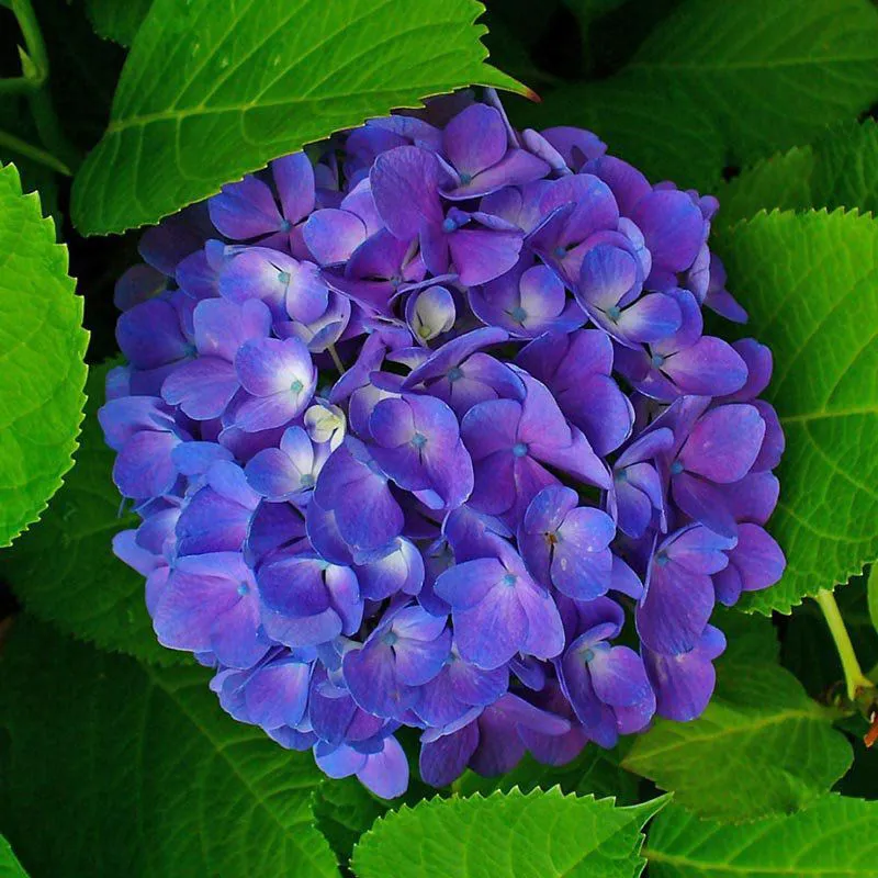 Ponto Verde - ✿ Ponto Verde ✿ ▻O beijo americano ou empates é uma planta de  sombra que deve receber apenas o sol da manhã. Suas flores podem ser  brancas, rosas, laranjas