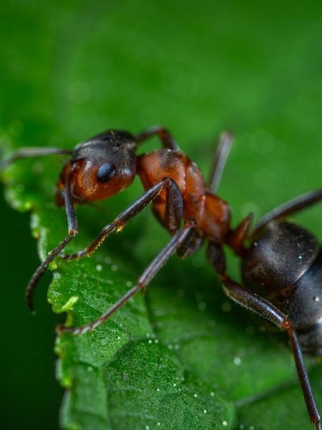 tipos_de_formigas_caracteristicas_e_fotos_23016_orig