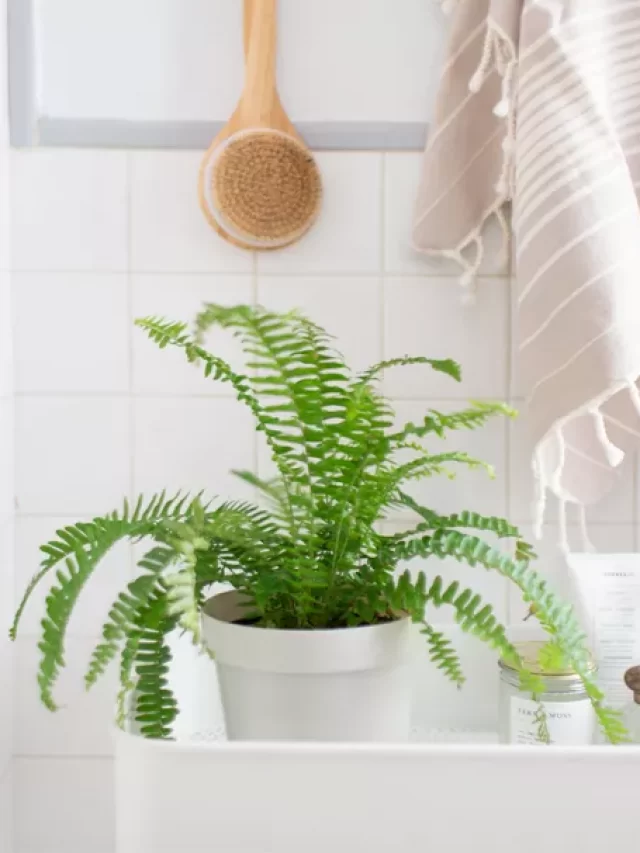 17-plantas-para-ter-no-banheiro-samambaia