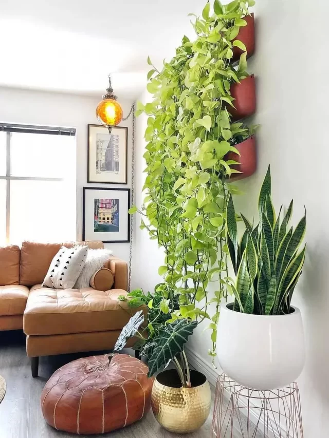 2020-11-16-plantas-pendentes-01