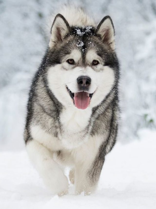 Malamute-do-Alasca