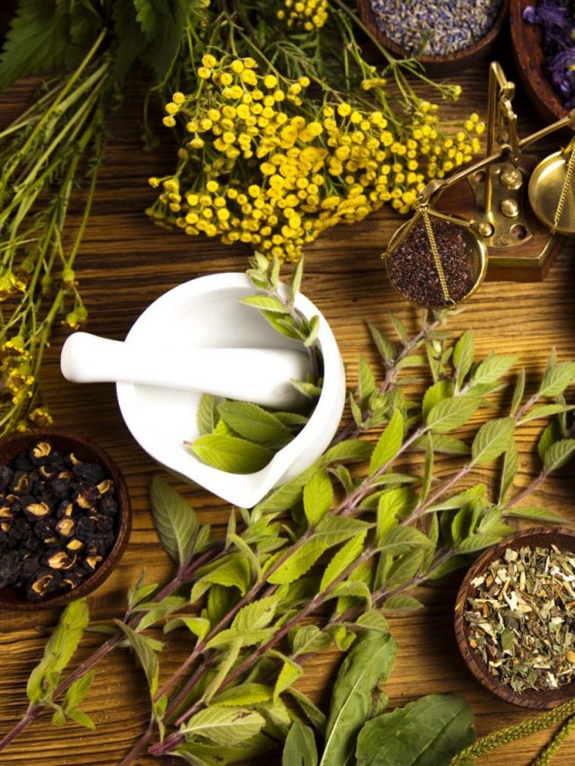 Principais-Plantas-Medicinais-Capa