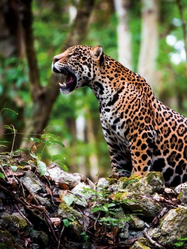 b2ap3_large_Foto_1_WWF_AFP-1