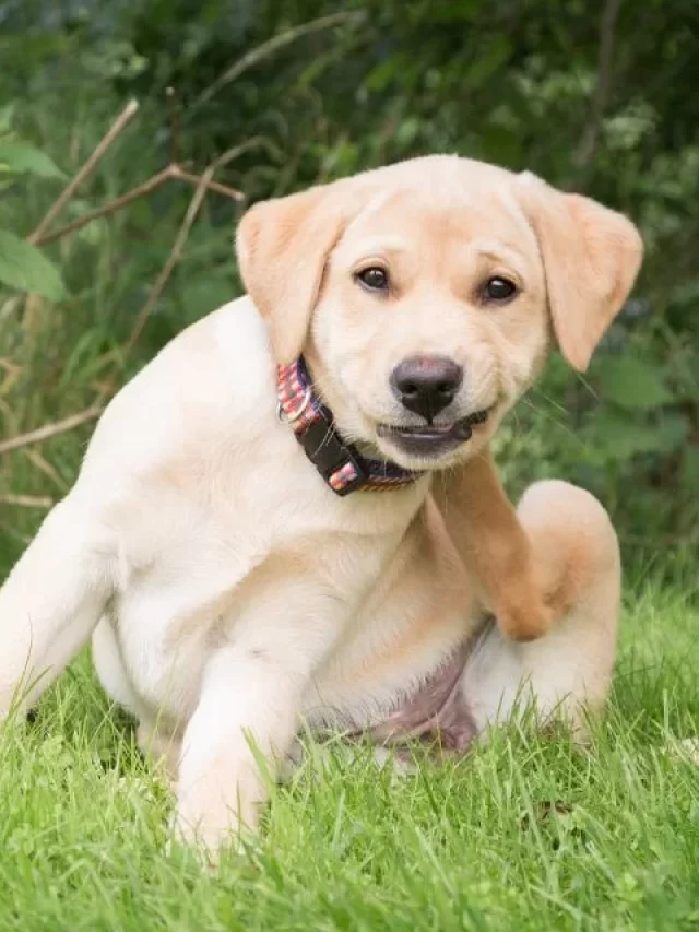 cachorro-coceira-pulga