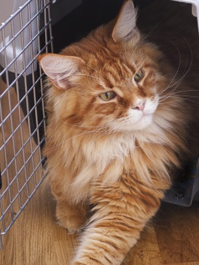 Red Maine Coon Sitting in Cat Carrier
