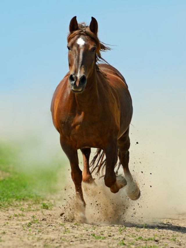cavalo-correndo