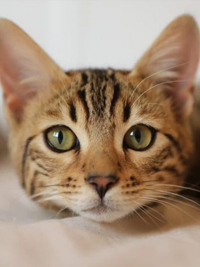 clorofila-para-gatos