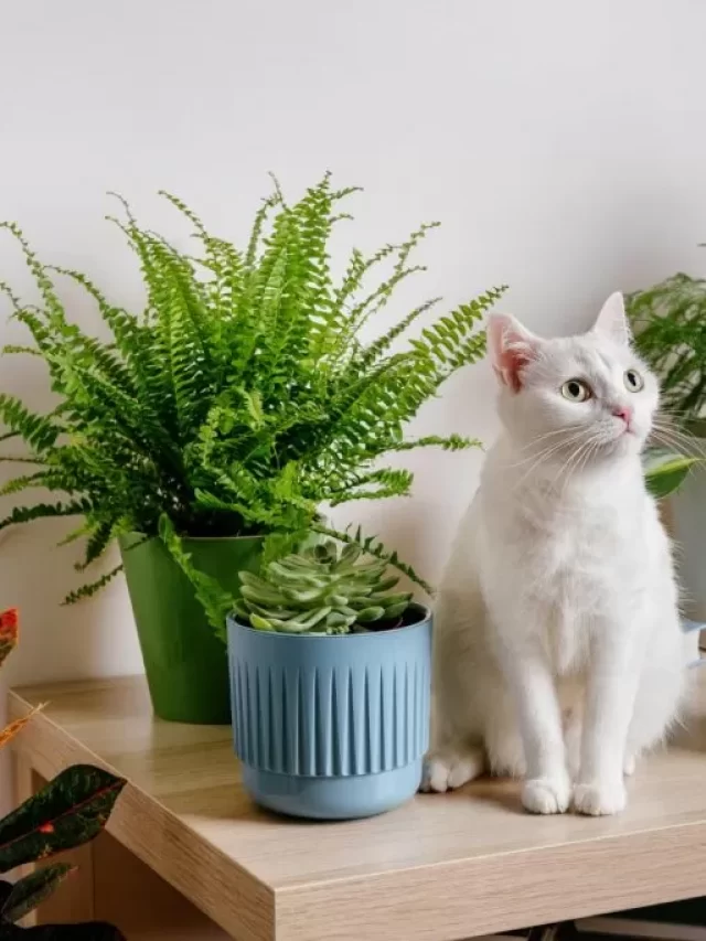 cute-white-cat-sitting-on-table-near-indoors-houseplants-cozy-home-background-with-domestic-fluffy-pet-modern-home-garden-interior-1024x683