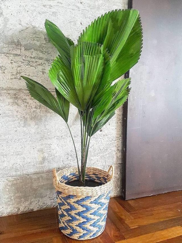 plantas-para-ambientes-fechados-79-730x879
