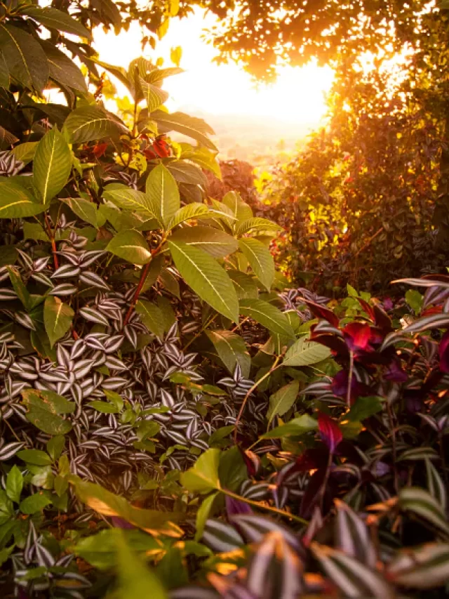 plantas-raras