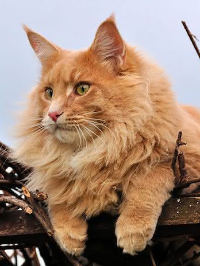 racas-de-gato-mais-caras-do-brasil-maine-coon