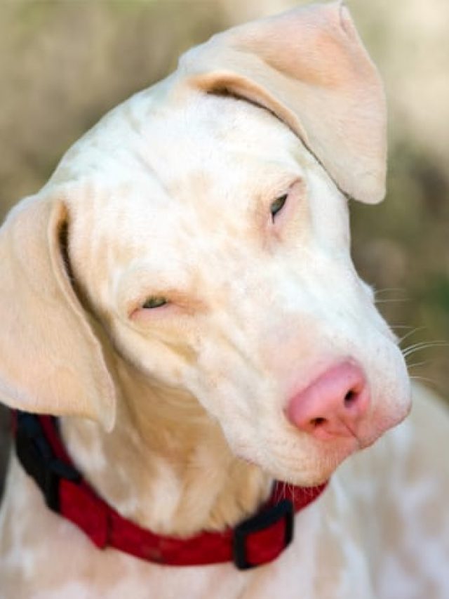 cachorro-albino