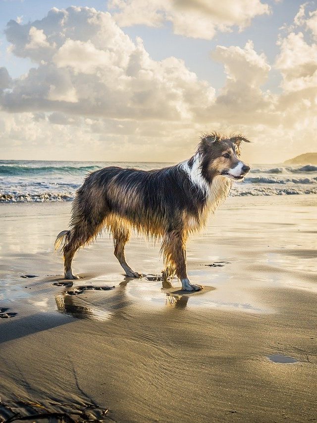 collie-3874055_1280