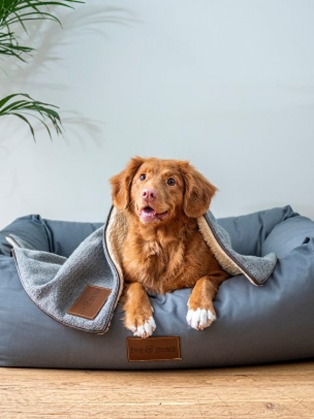 espaço-para-cachorro-em-apartamento