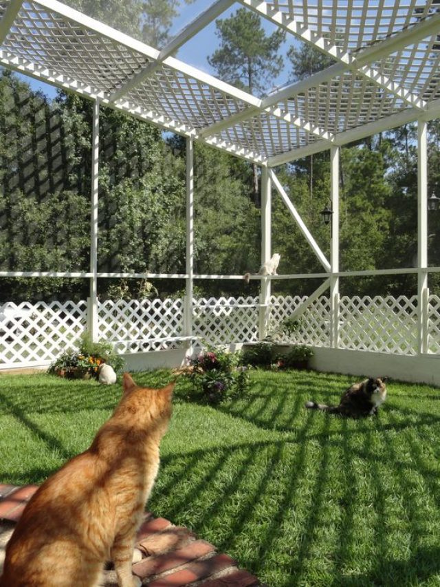 gatis_cattery_catio_internet_07