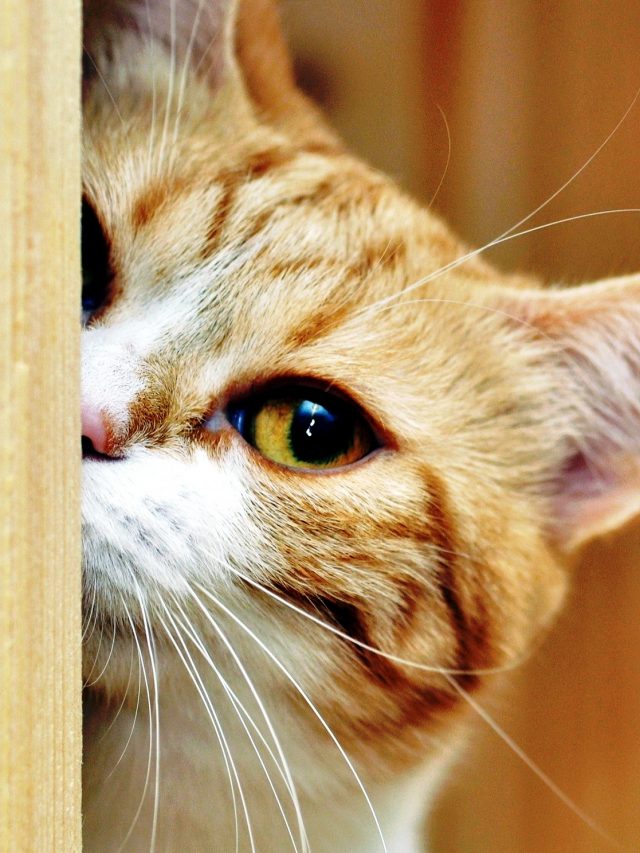 gato-1