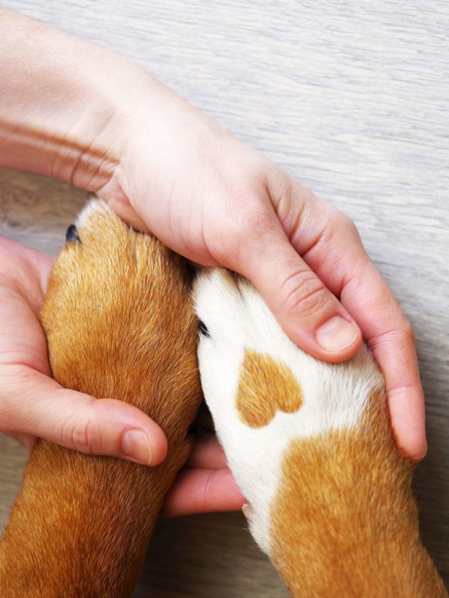 Dalmatian dog paw with a spot in the form of heart and human hand close up