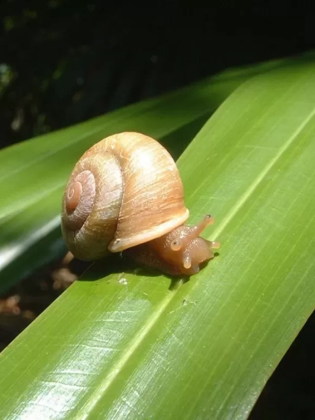 snail1-1024x768