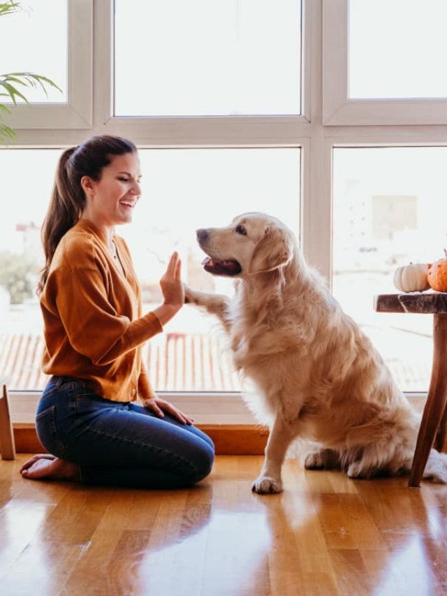 cachorro-golden-retriever-em-apartamento-com-mulher