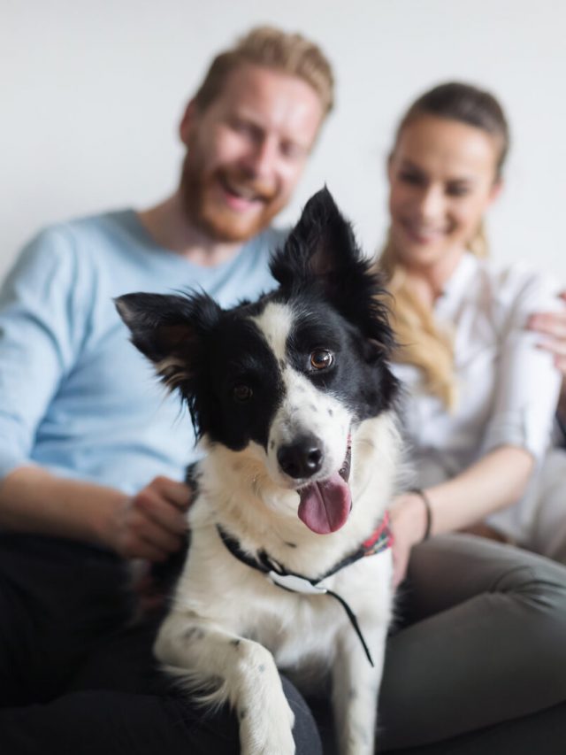 pet-em-apartamento-1