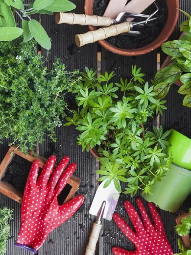 8-dicas-de-jardinagem-para-iniciantes_2