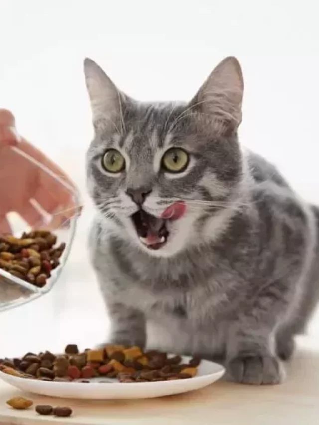 alimentacao-do-gato-quais-nutrientes-sao-essenciais-para-a-saude-dos-felinos.jpg