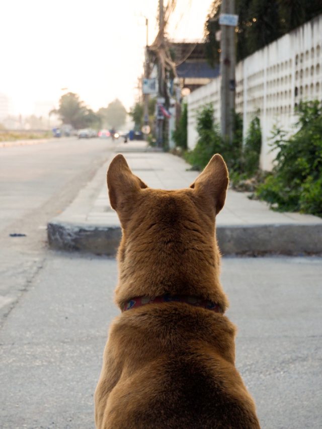 cachorro-abandonado-como-resgatar