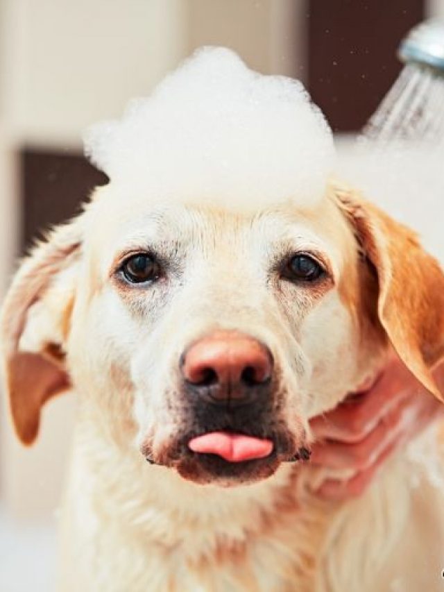 como-dar-banho-em-cachorro-10-dicas-para-manter-a-higiene-do-seu-pet-em-casa