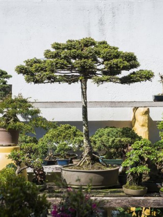 bonsai-araucaria-renato-hoenig-leticia-akemi-1-af85fd20