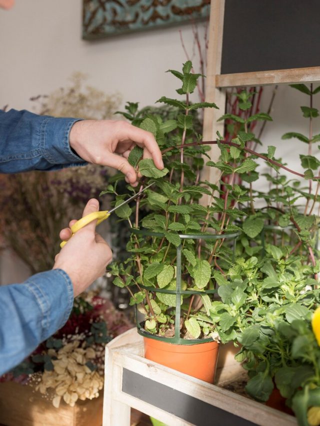 close-up-de-um-macho-floricultor-mao-corte-a-ramo-de-hortela-planta-com-scissor_23-2148075387