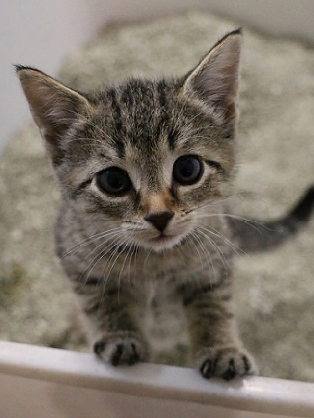 beautiful small kitten is standing in the cat toilet and looking up to the camera