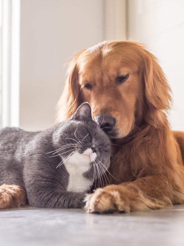 shutterstock_646123102