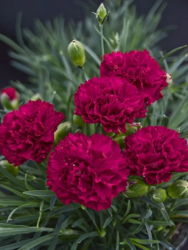 tipos-de-flores-para-decorar-seu-ambiente-casa.com-6-cravo