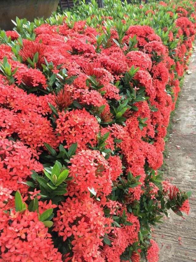 Plantas-vermelhas