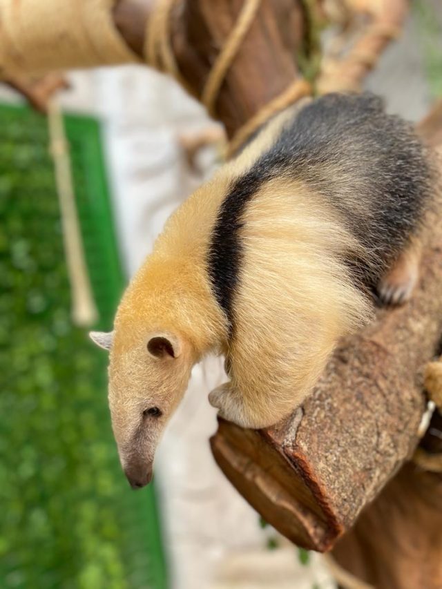 TAMANDUA-MIRIM