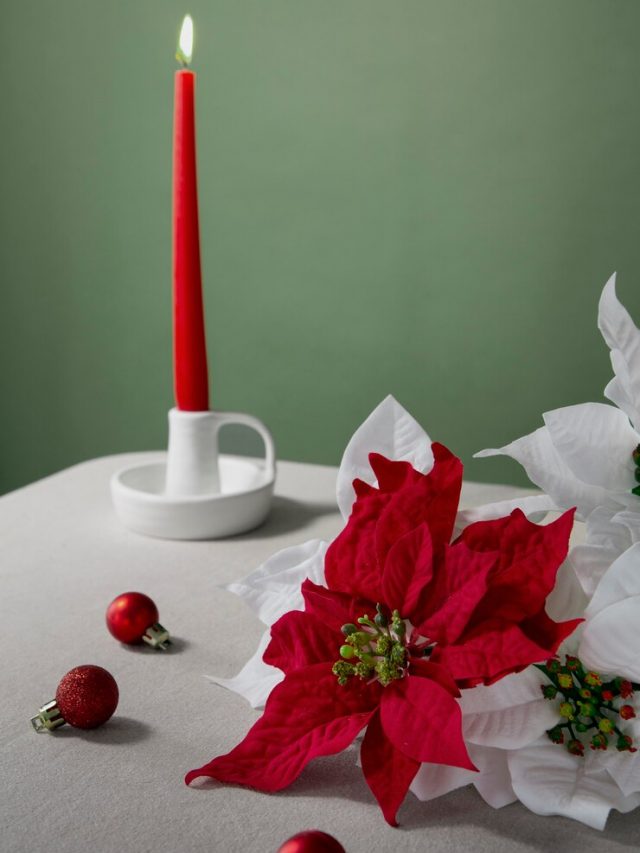 bela-variedade-de-poinsetia-vermelha-e-branca_23-2149138672