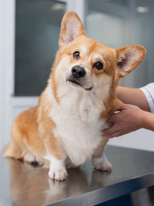 cão
