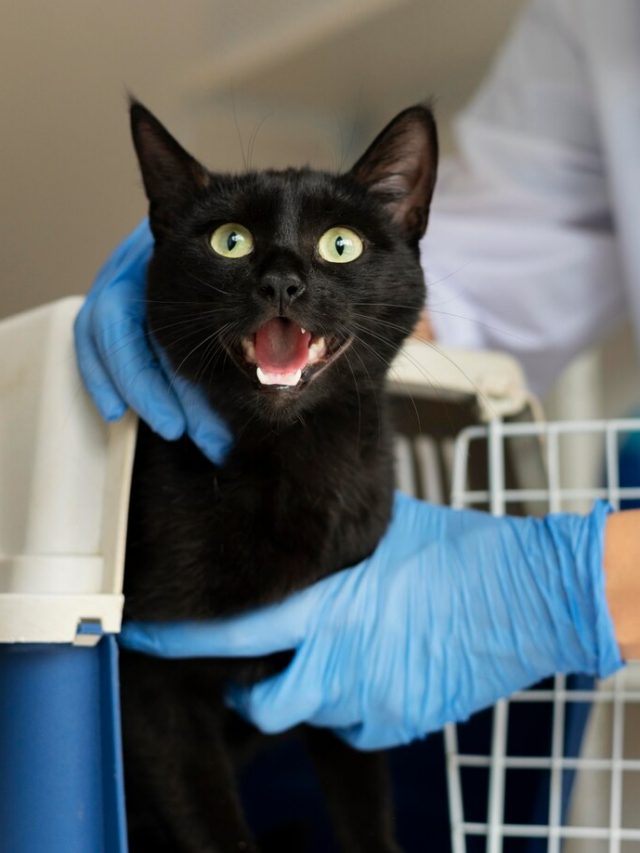 close-no-veterinario-cuidando-do-gato_23-2149100236