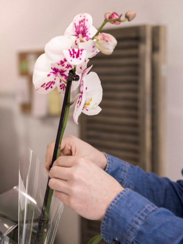 close-up-de-um-macho-floricultor-mao-colocar-a-bonito-branca-orquidea-em-a-vaso_23-2148075404