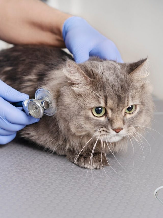 feche-o-medico-veterinario-cuidando-do-animal-de-estimacao_23-2149267900