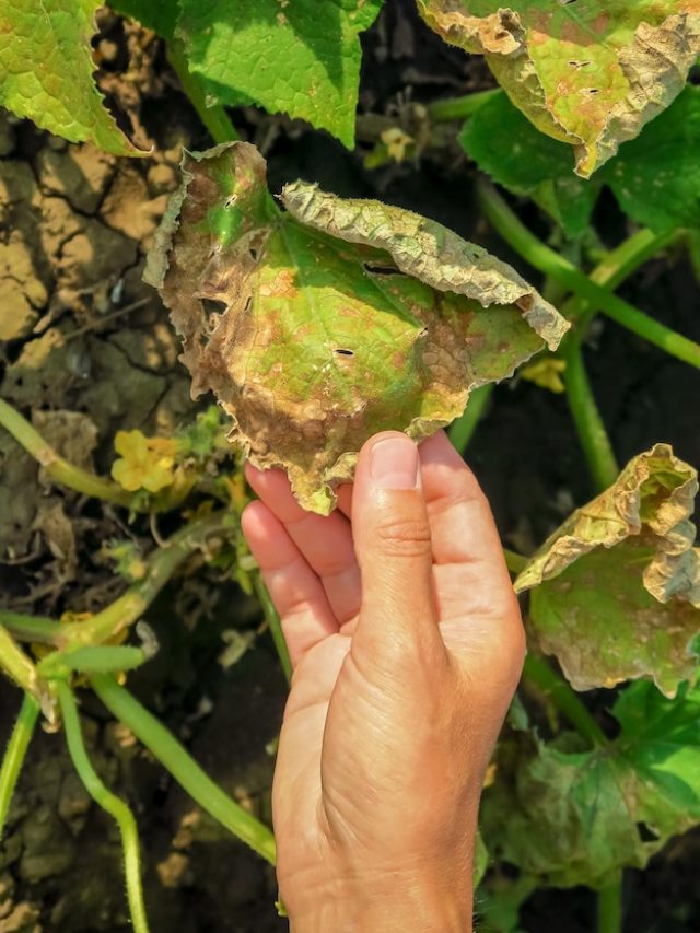 [fpdl.in]_folhas-estragadas-amarelas-secas-de-pepinos-doenca-do-pepino-problema-de-pragas-conceito-de-cultivo-de-pepino_561246-1089_normal
