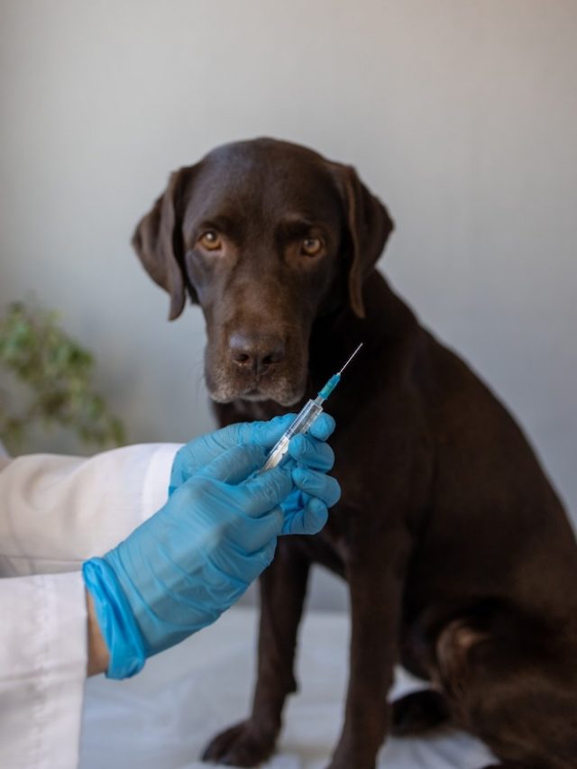 [fpdl.in]_veterinaria-europeia-examina-cachorro-labrador-em-uma-consulta_423170-700_normal