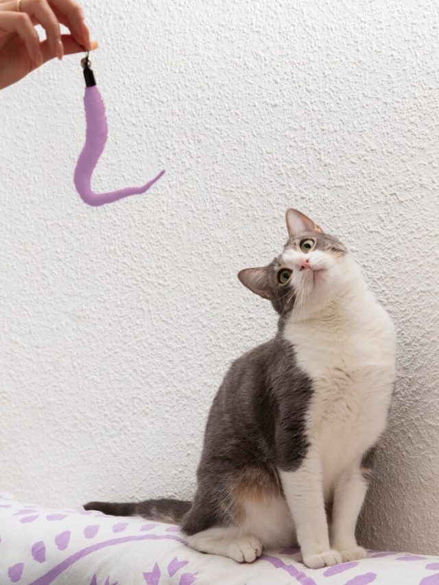 gatinho-adoravel-sendo-brincalhao_23-2149167103