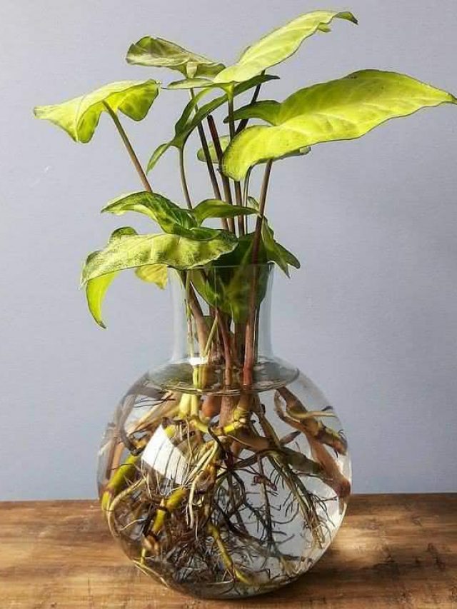 plantas-para-cultivar-na-agua