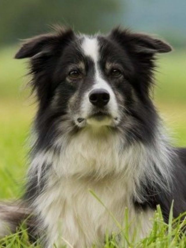 1_border_collie_gcbd3ff441_1920-20432449